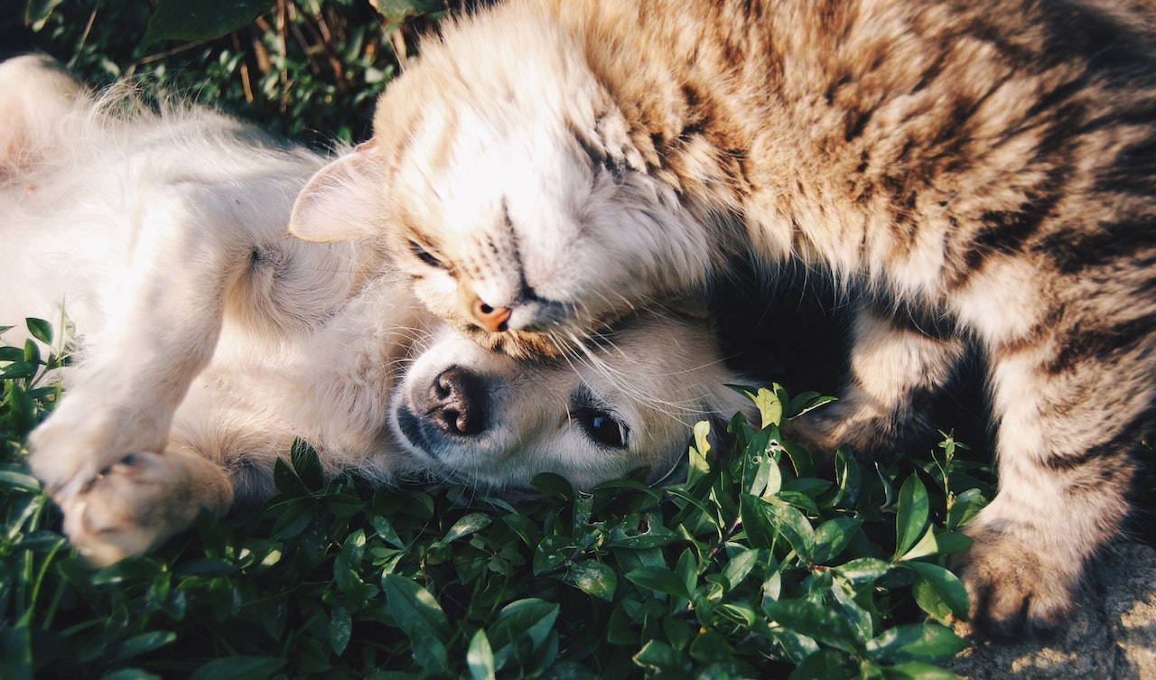 Is your pet ownership MOT up to scratch?