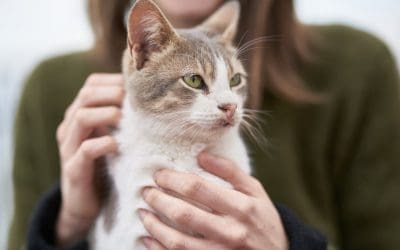 Cat Friendly Clinic