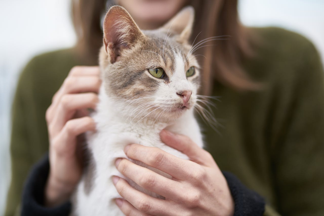 Cat Friendly Clinic