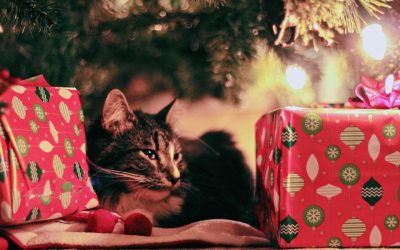 Tips for a happy Christmas with your pets