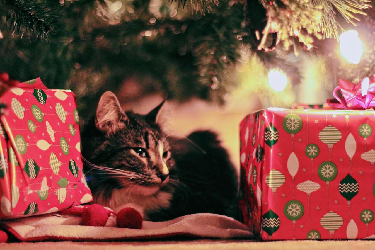 Tips for a happy Christmas with your pets