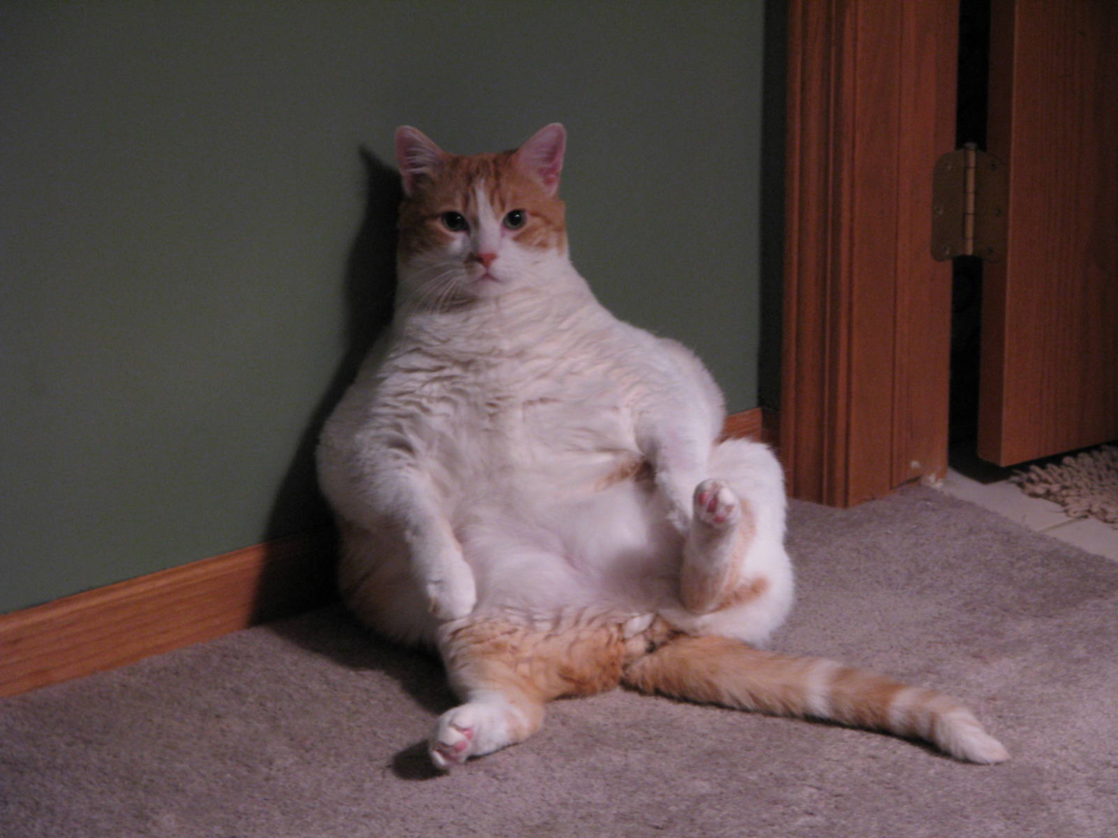 Weight Management….why is it so important?