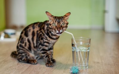 ‘My pet seems to be drinking more water. Should I be concerned?’