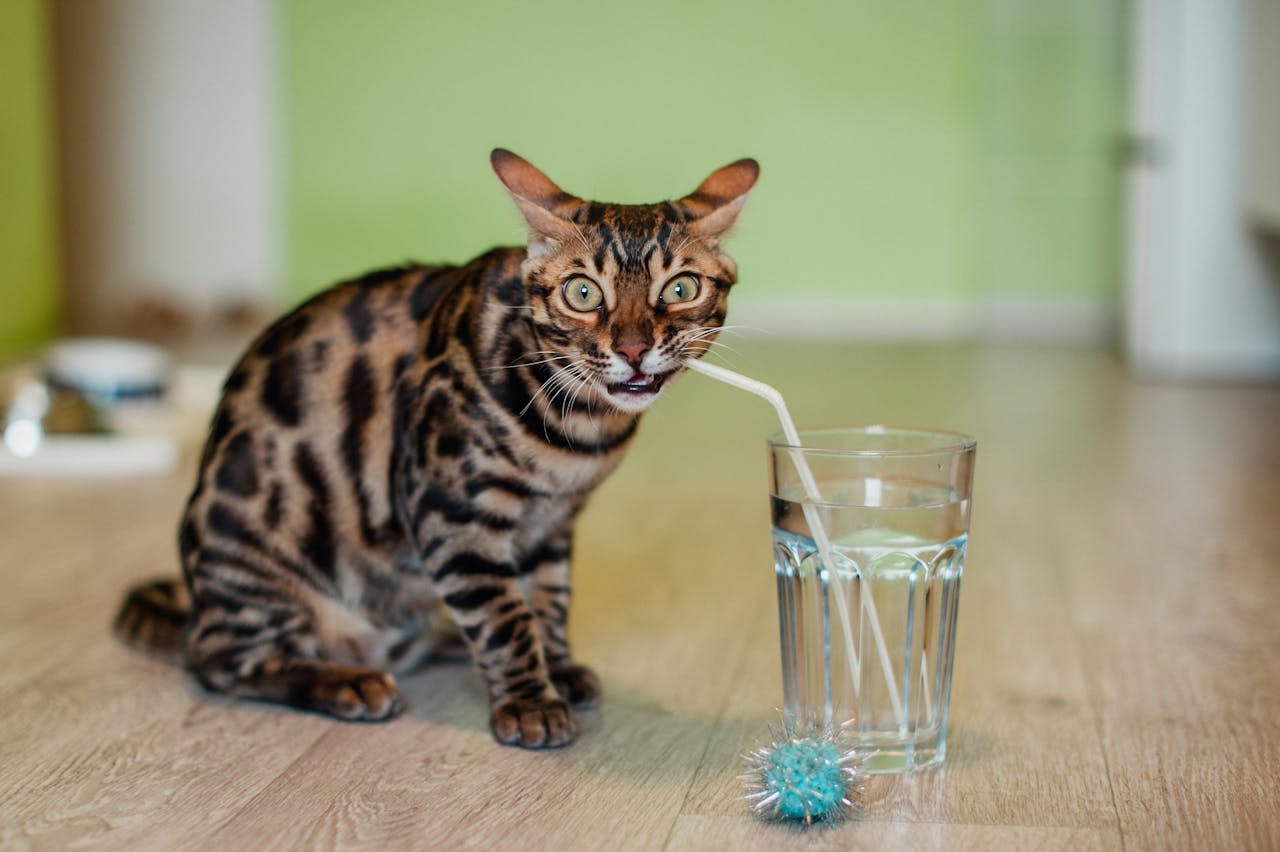 ‘My pet seems to be drinking more water. Should I be concerned?’