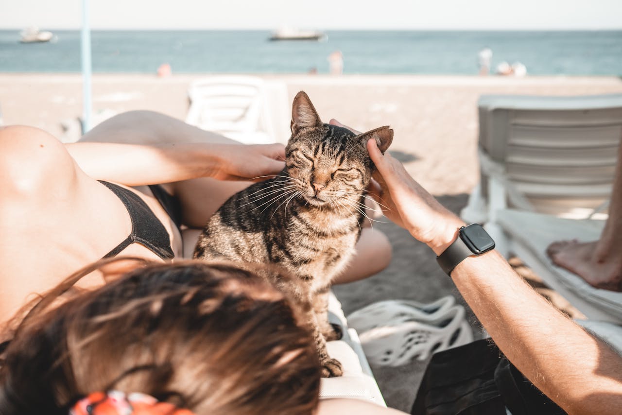 Are you planning on travelling abroad with your animal (cat/dog/ferret)?