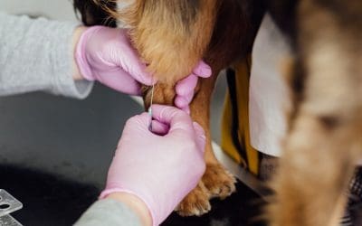 Canine Vaccinations