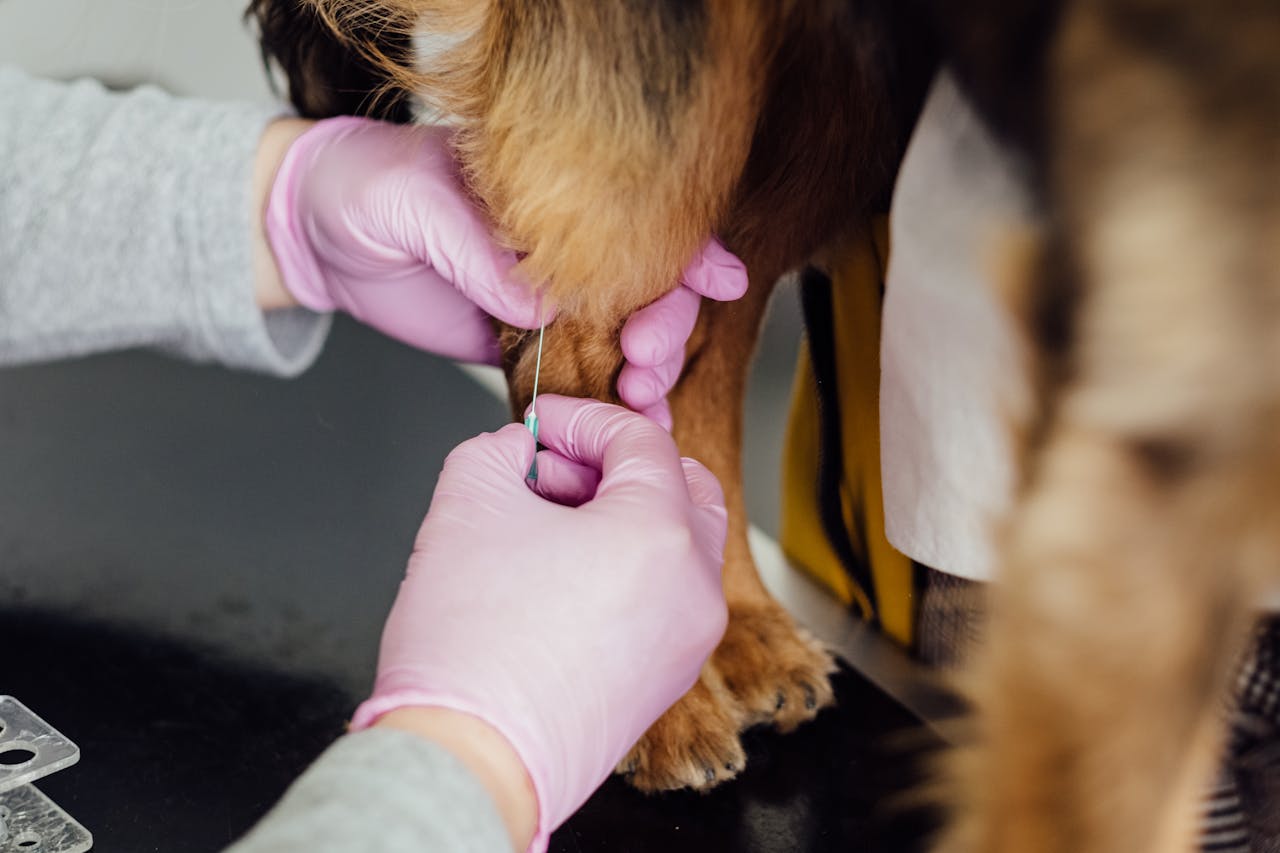 Canine Vaccinations