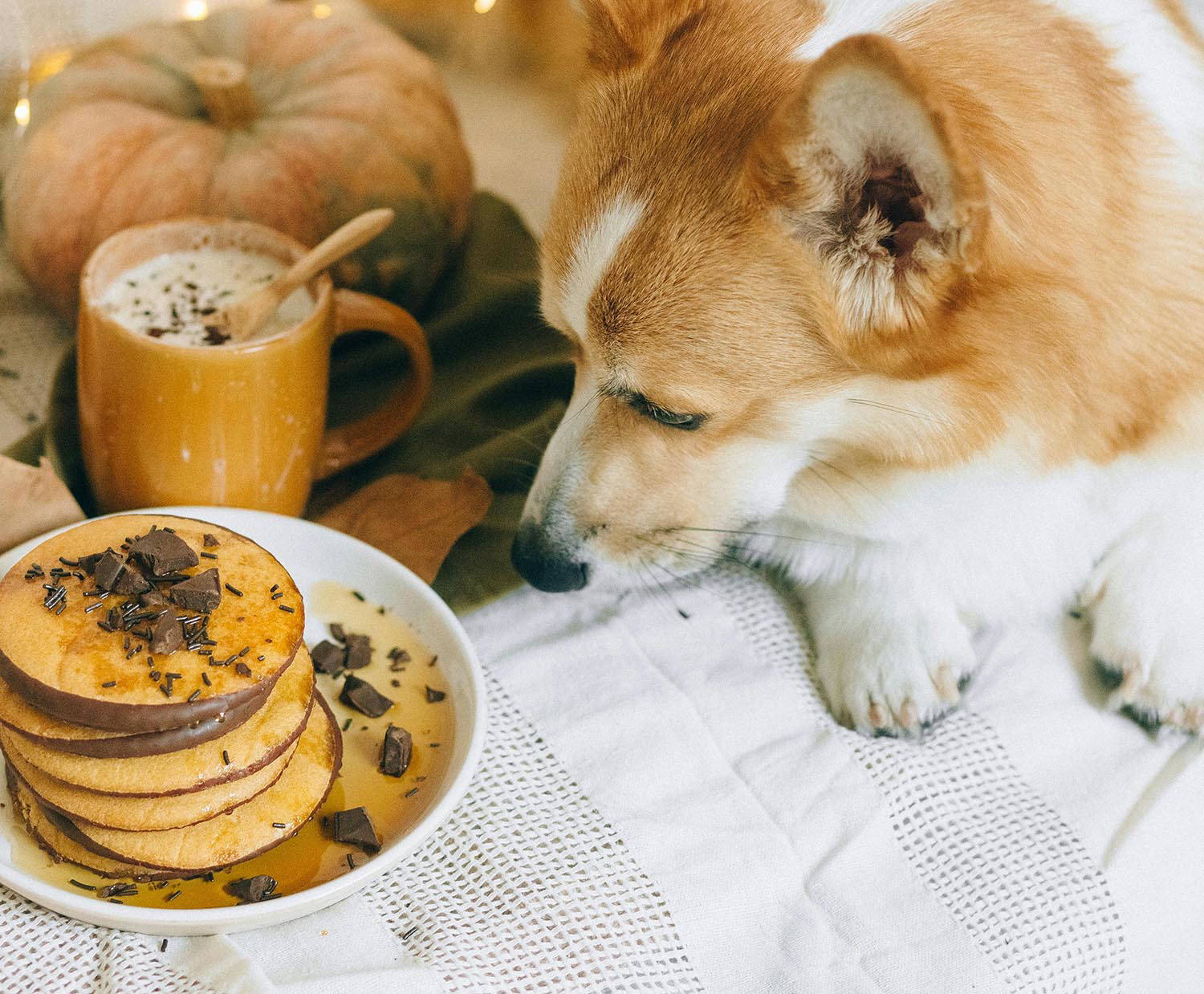 Tips to keep your pets safe this Easter