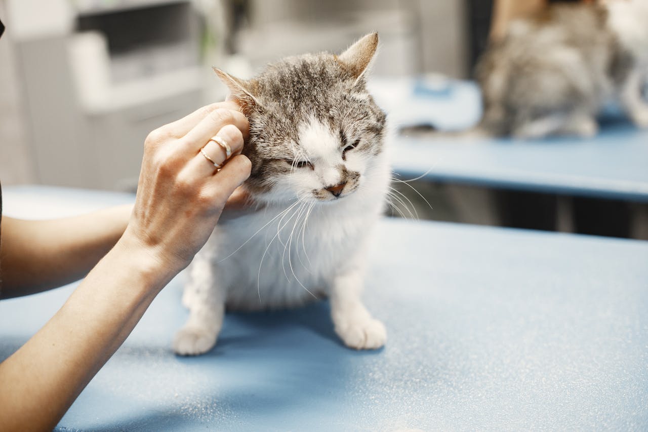 Cat Vaccinations
