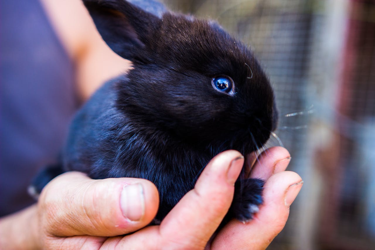 Rabbit Fact File courtesy of RAAG and Burgess.