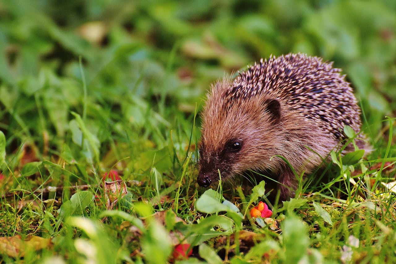 What to do if you find a hedgehog out and about