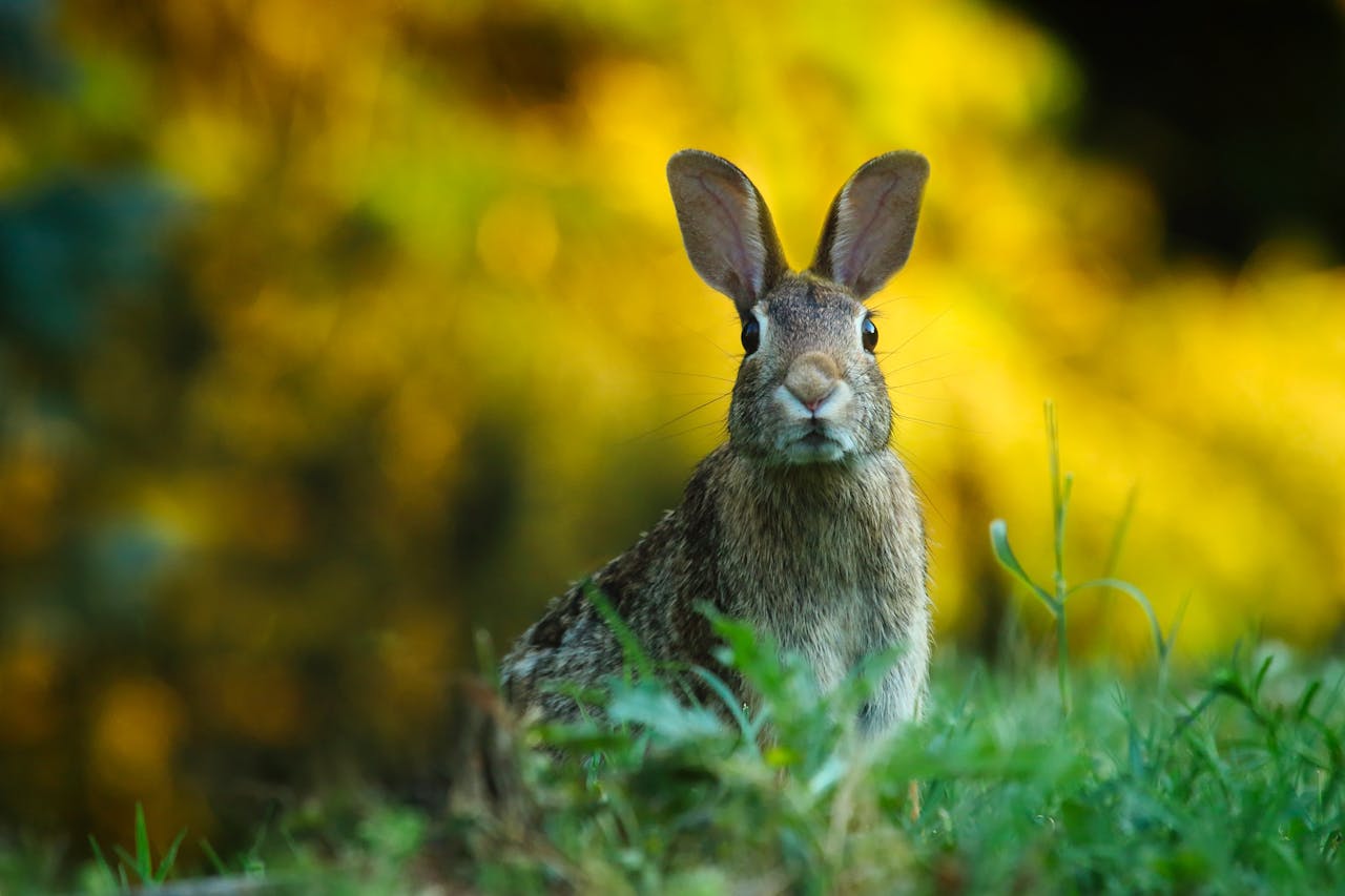 This week is Rabbit Awareness Week 2024.