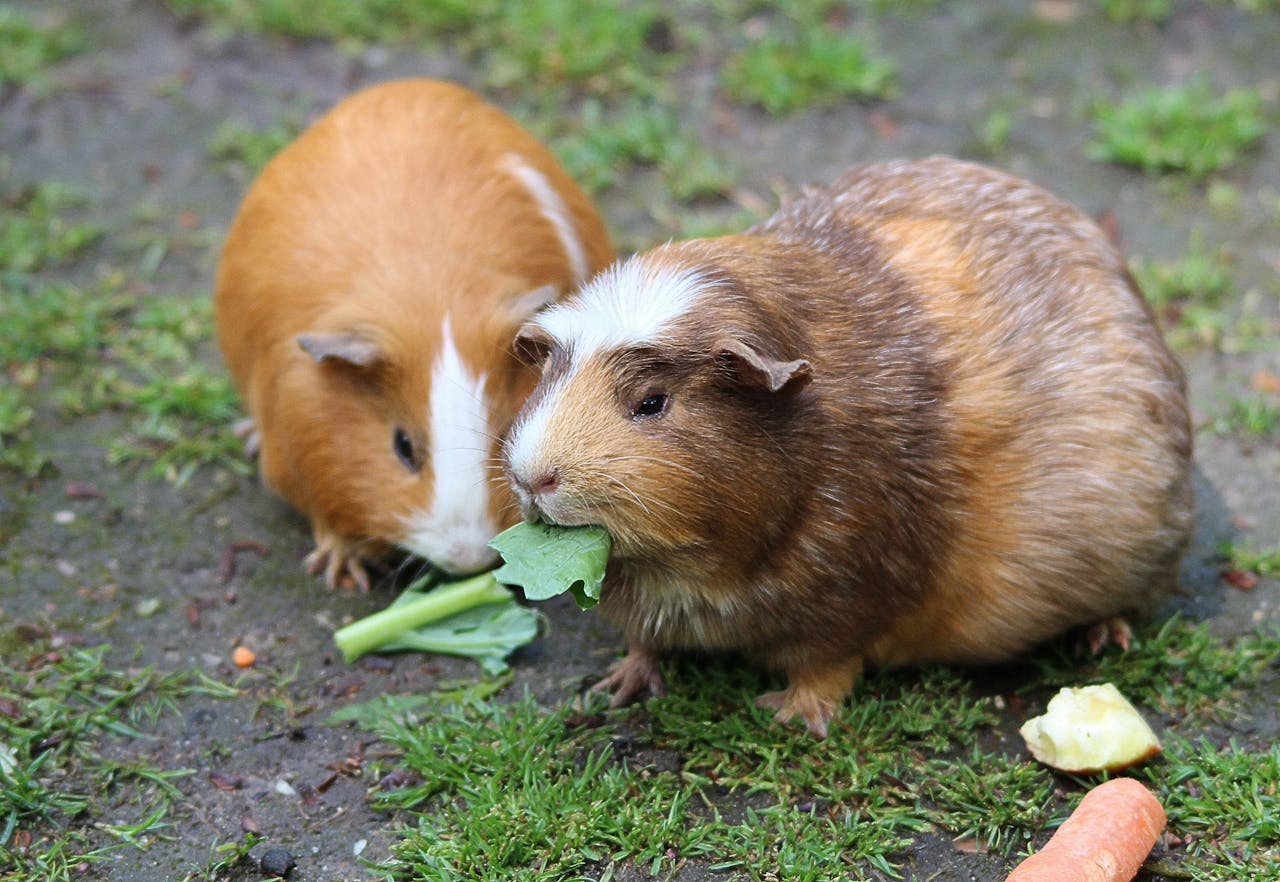 Guinea pig husbandry