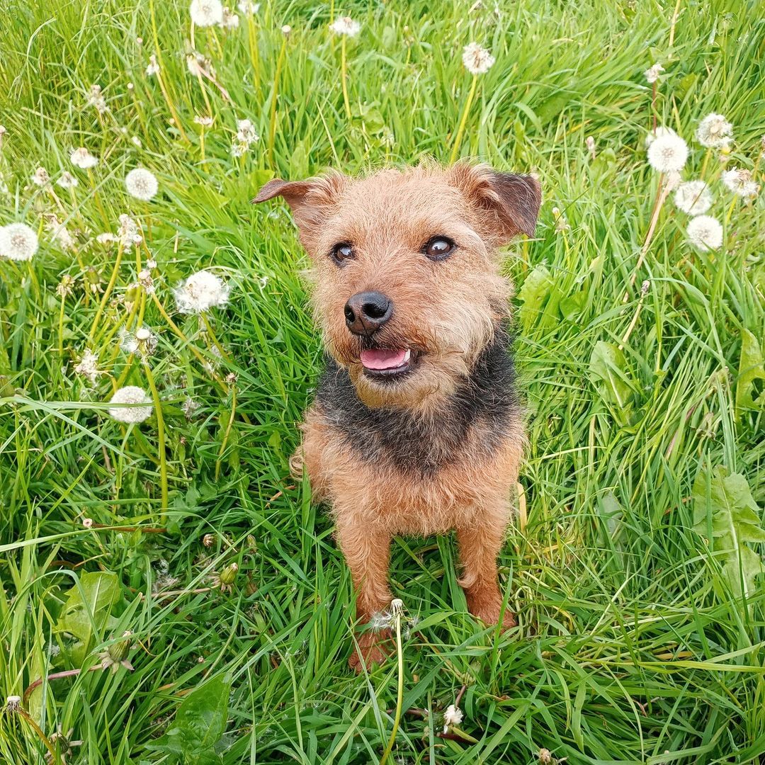 Did you know pets can get allergies just like humans?