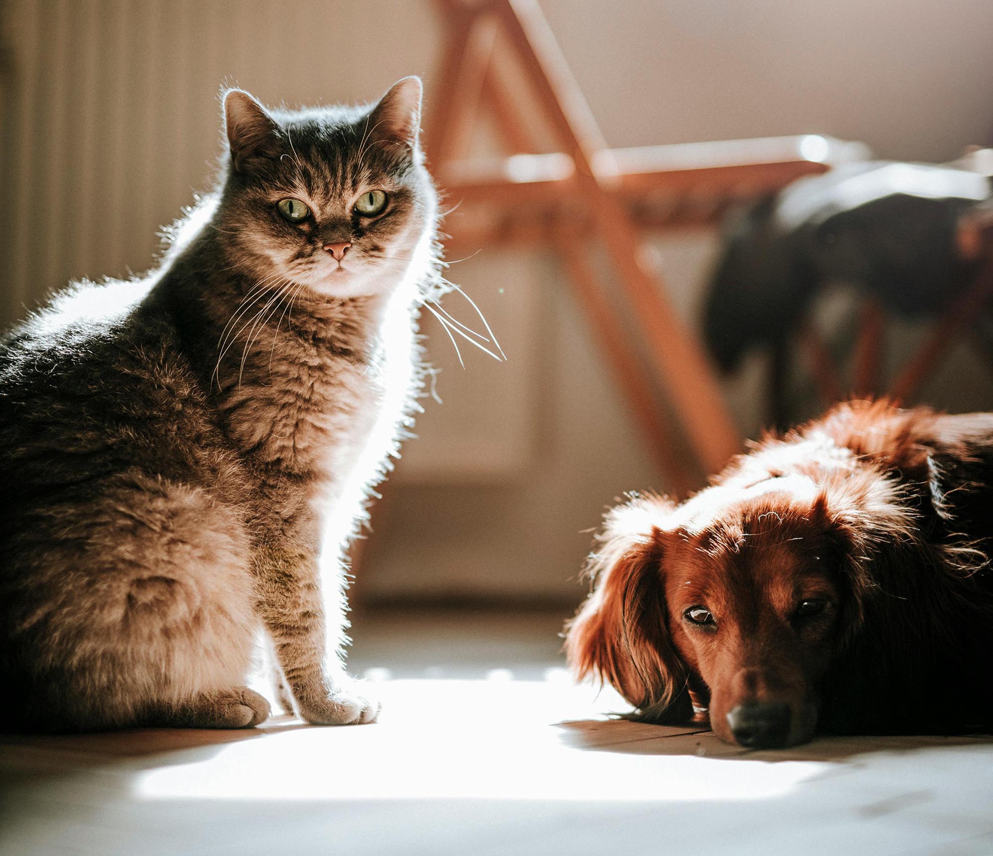 ‘Pet Diabetes Month’