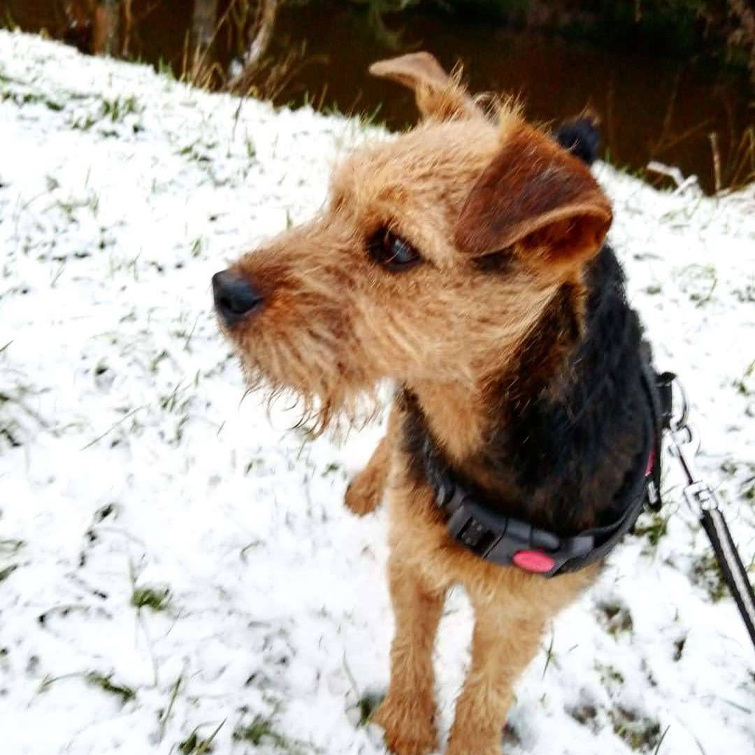 Warning about Anti Freeze & Pets