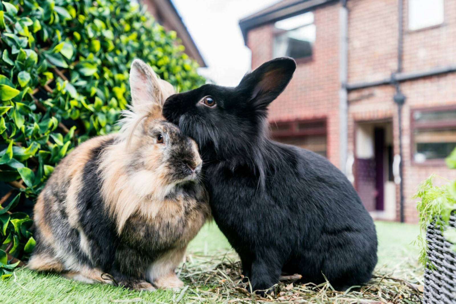 Maintaining your Rabbits Health