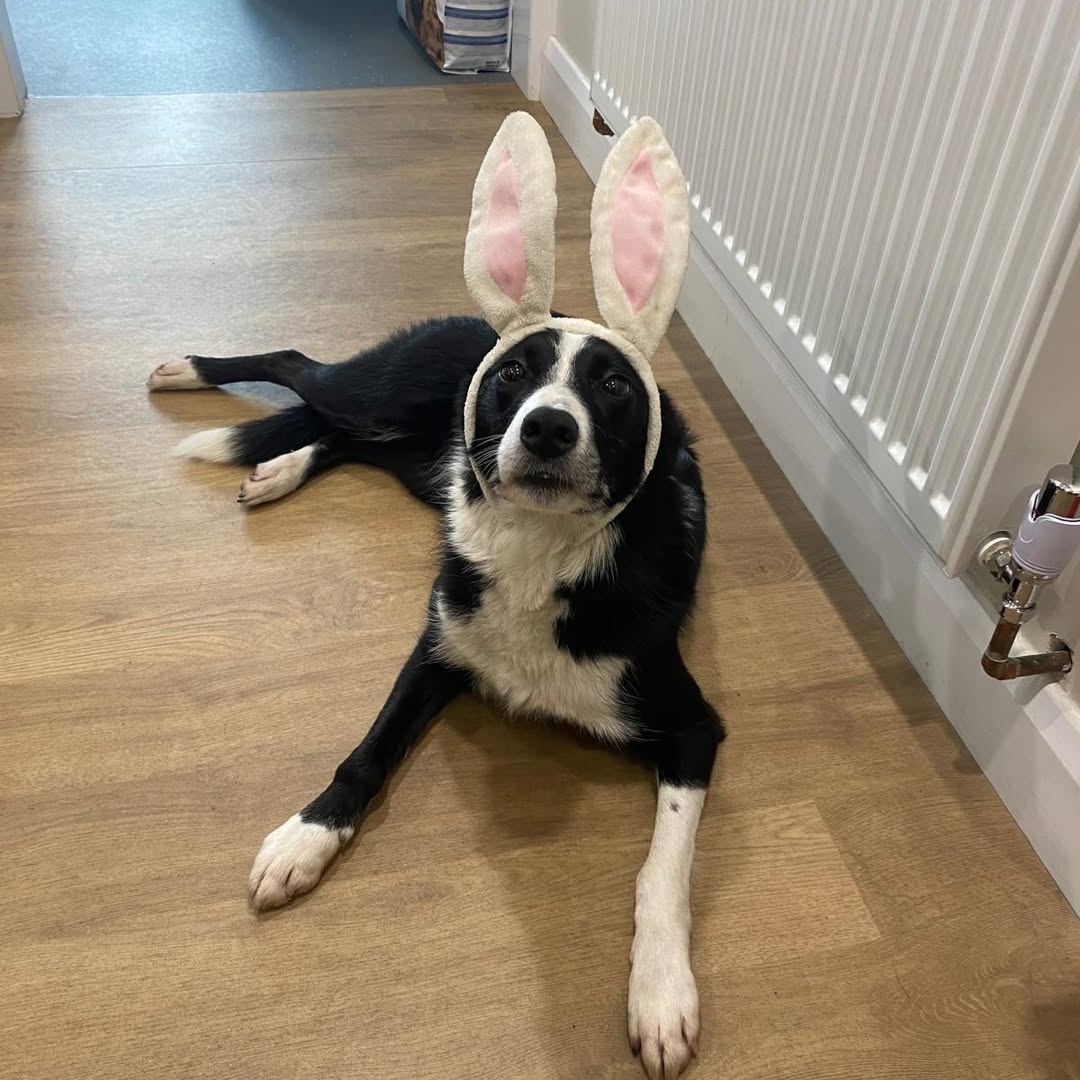Tips to keep your pets safe this Easter