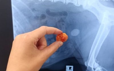 Bladder Stones in our Feline and Canine Patients