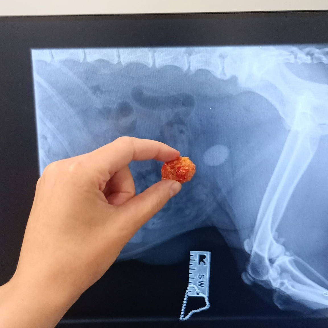 Bladder Stones in our Feline and Canine Patients
