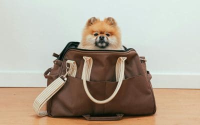 Are you planning on travelling abroad with your animal (cat/dog/ferret)?