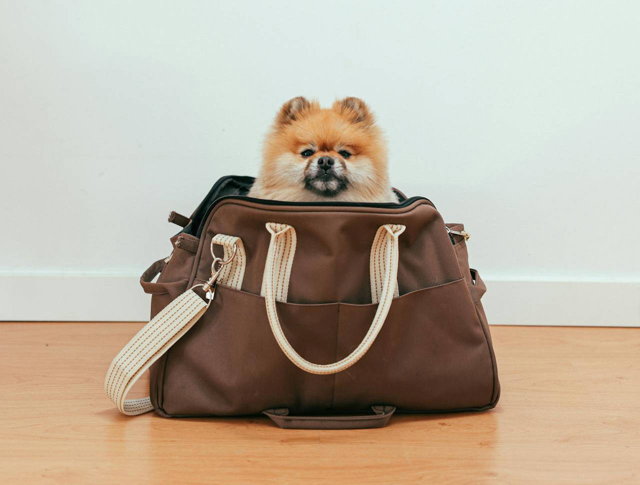 Are you planning on travelling abroad with your animal (cat/dog/ferret)?