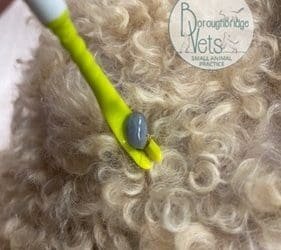 Ticks! Why is it important to protect our pets against ticks?