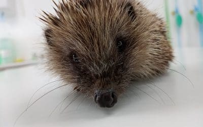 What to do if you find a hedgehog out and about