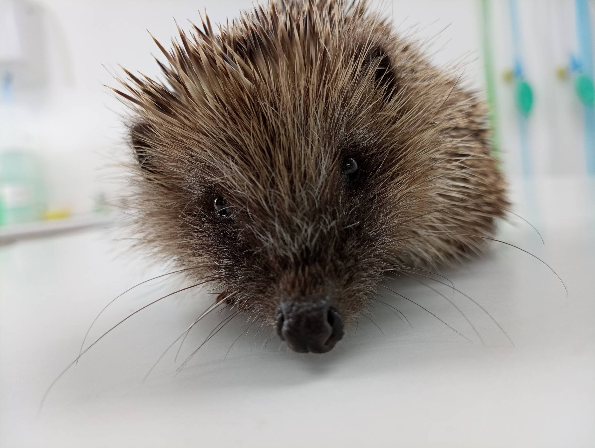 What to do if you find a hedgehog out and about