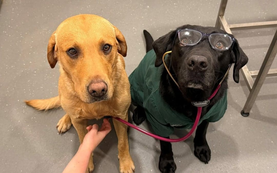 Happy Bring Your Dog to Work Day!