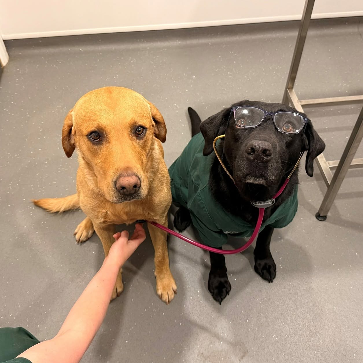 Happy Bring Your Dog to Work Day!