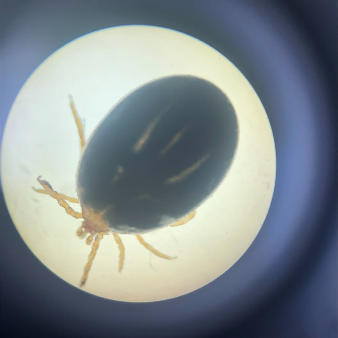 Tick prevention and treatment