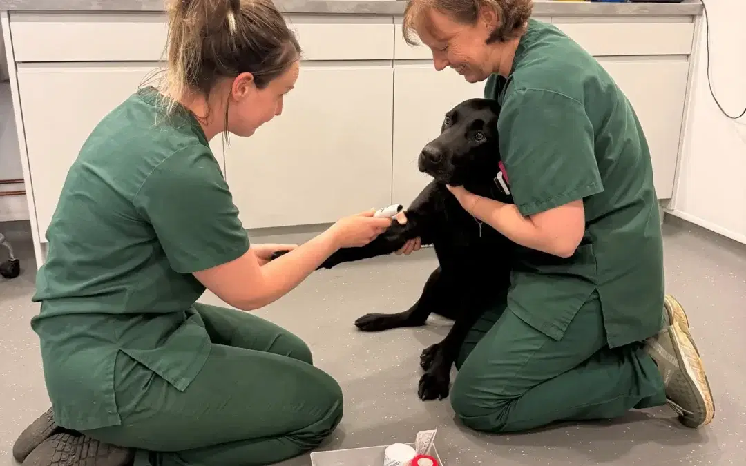 Vet Nurse Awareness Month