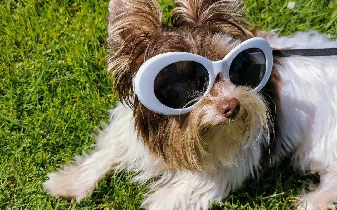 Heat Awareness for Pets