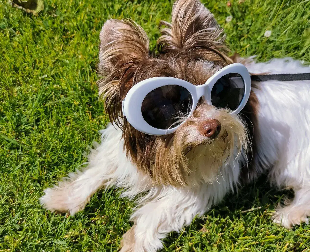 Heat Awareness for Pets